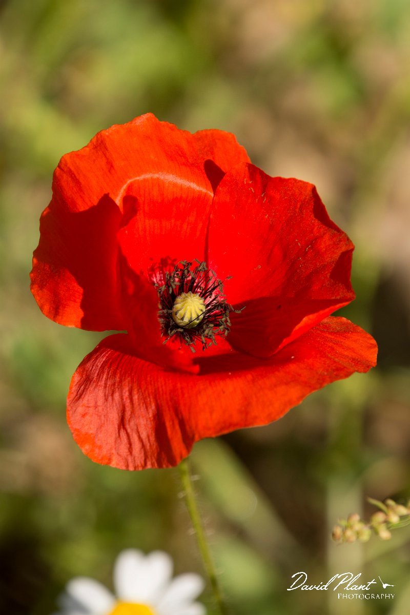 DPPhotography - Crete - Papaver rhoeas - A.jpg - Papaver rhoeas