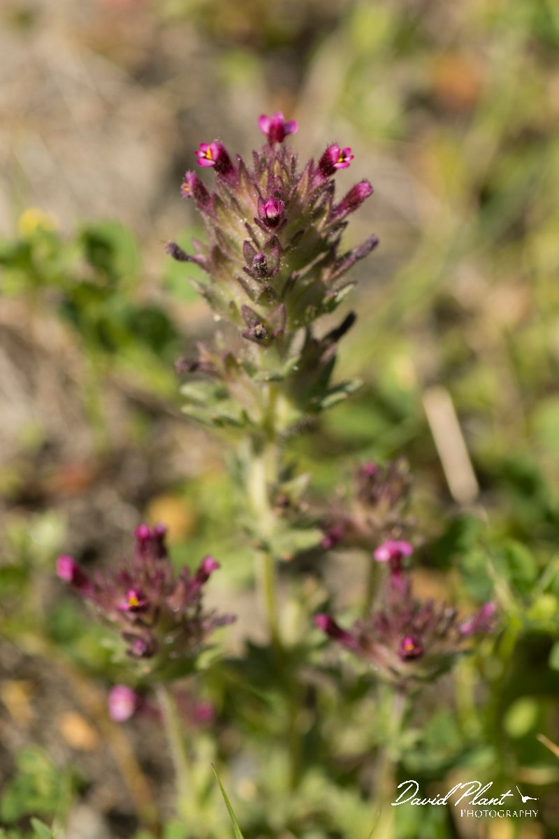 DPPhotography - Crete - Parentucellia latifolia - C.jpg - Parentucellia latifolia