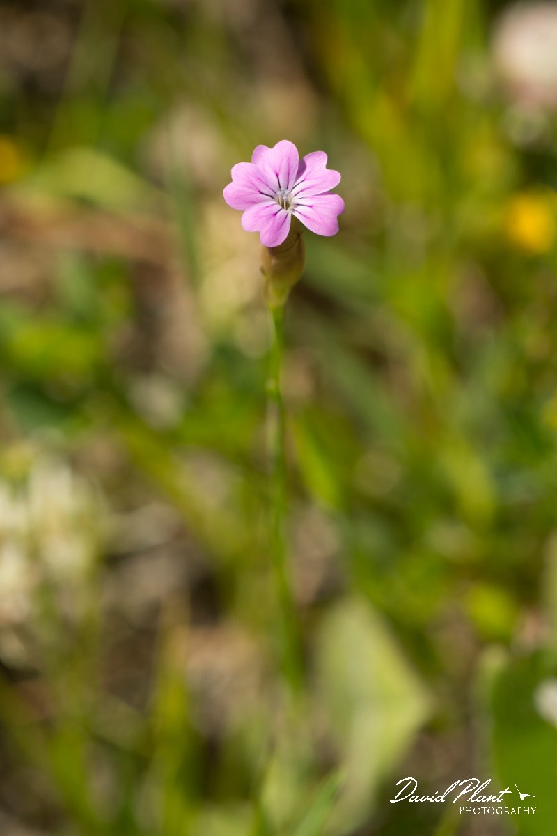 DPPhotography - Crete - Petrorhagia dubia - A.jpg - Petrorhagia dubia