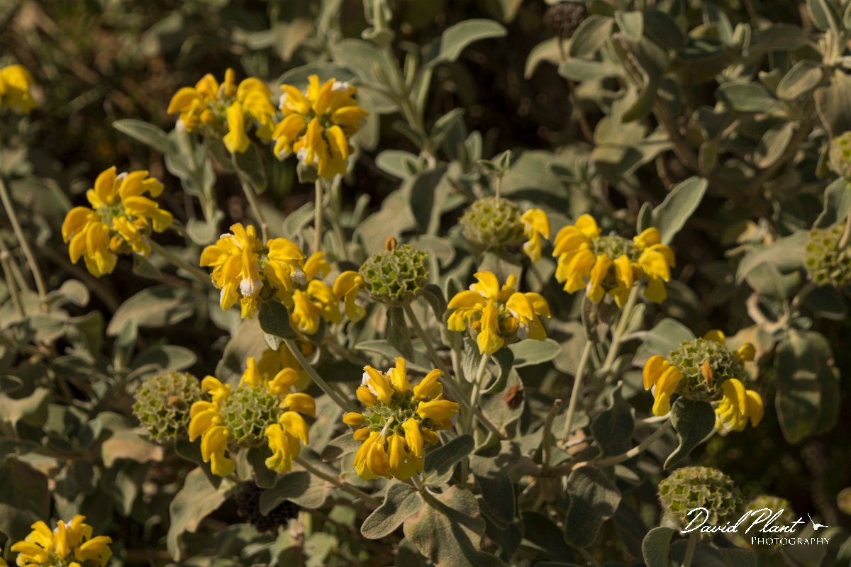 DPPhotography - Crete - Phlomis cretica - A.jpg - Phlomis cretica