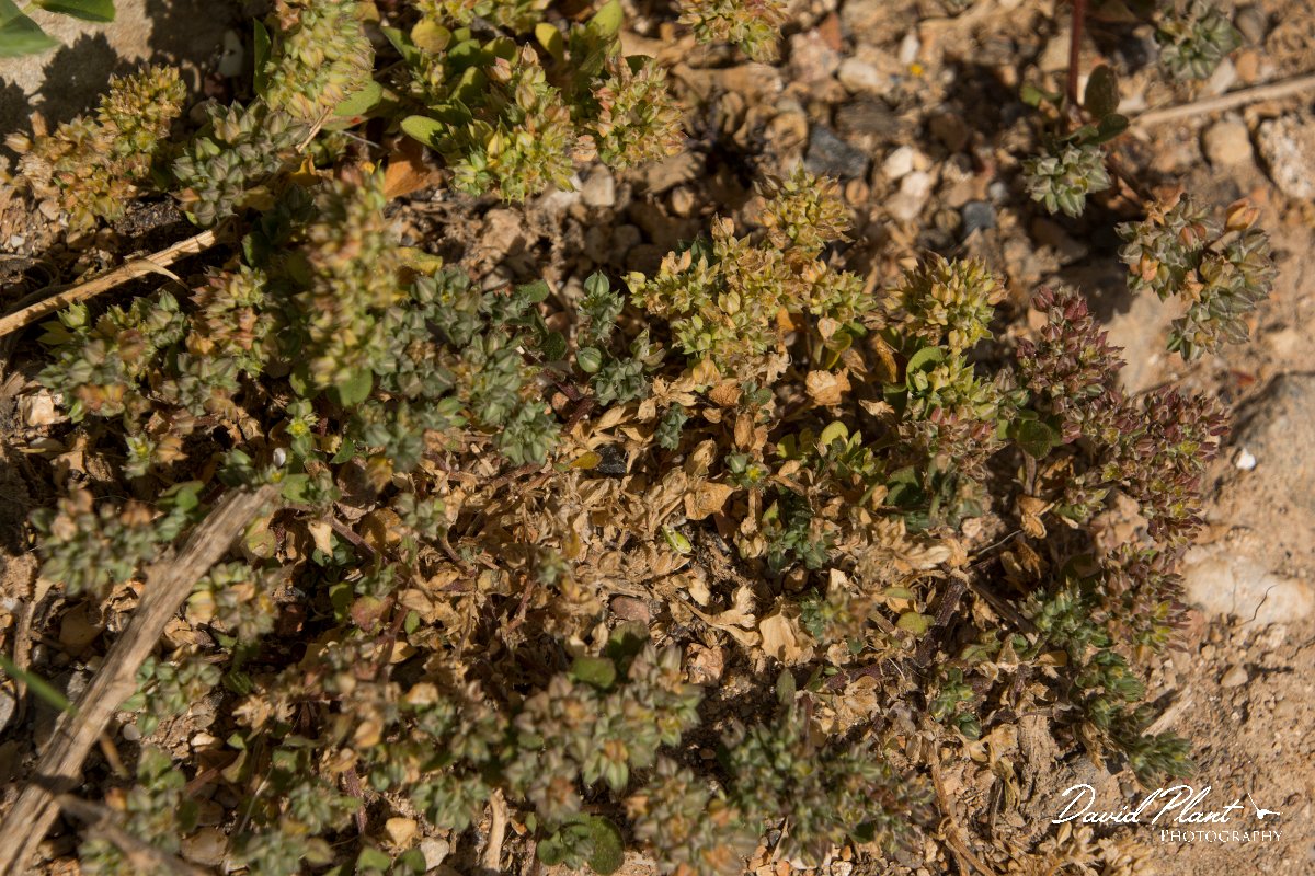 DPPhotography - Crete - Polycarpon tetraphyllum - A.jpg - Polycarpon tetraphyllum