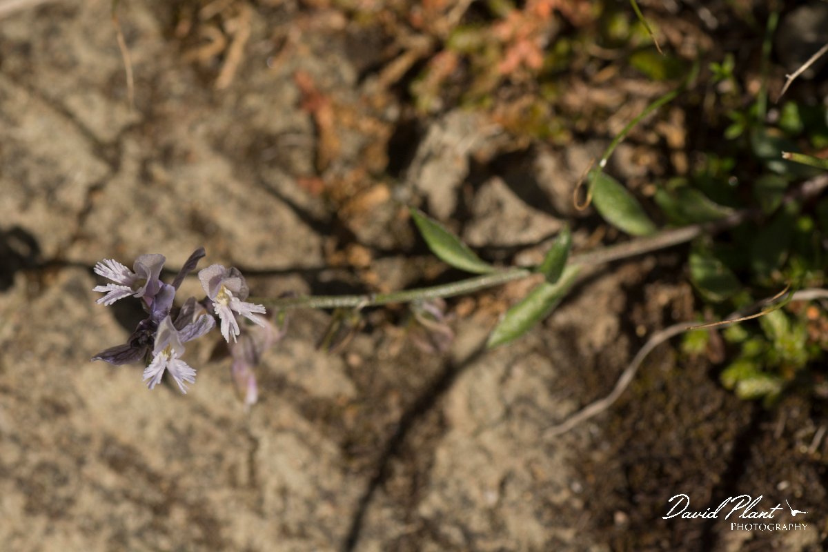 DPPhotography - Crete - Polygala venulosa - A.jpg - Polygala venulosa