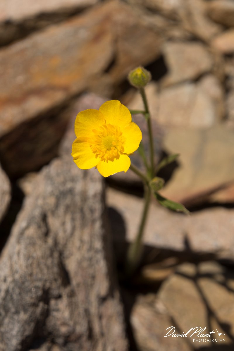 DPPhotography - Crete - Ranunculus sprunerianus - A.jpg - Ranunculus sprunerianus