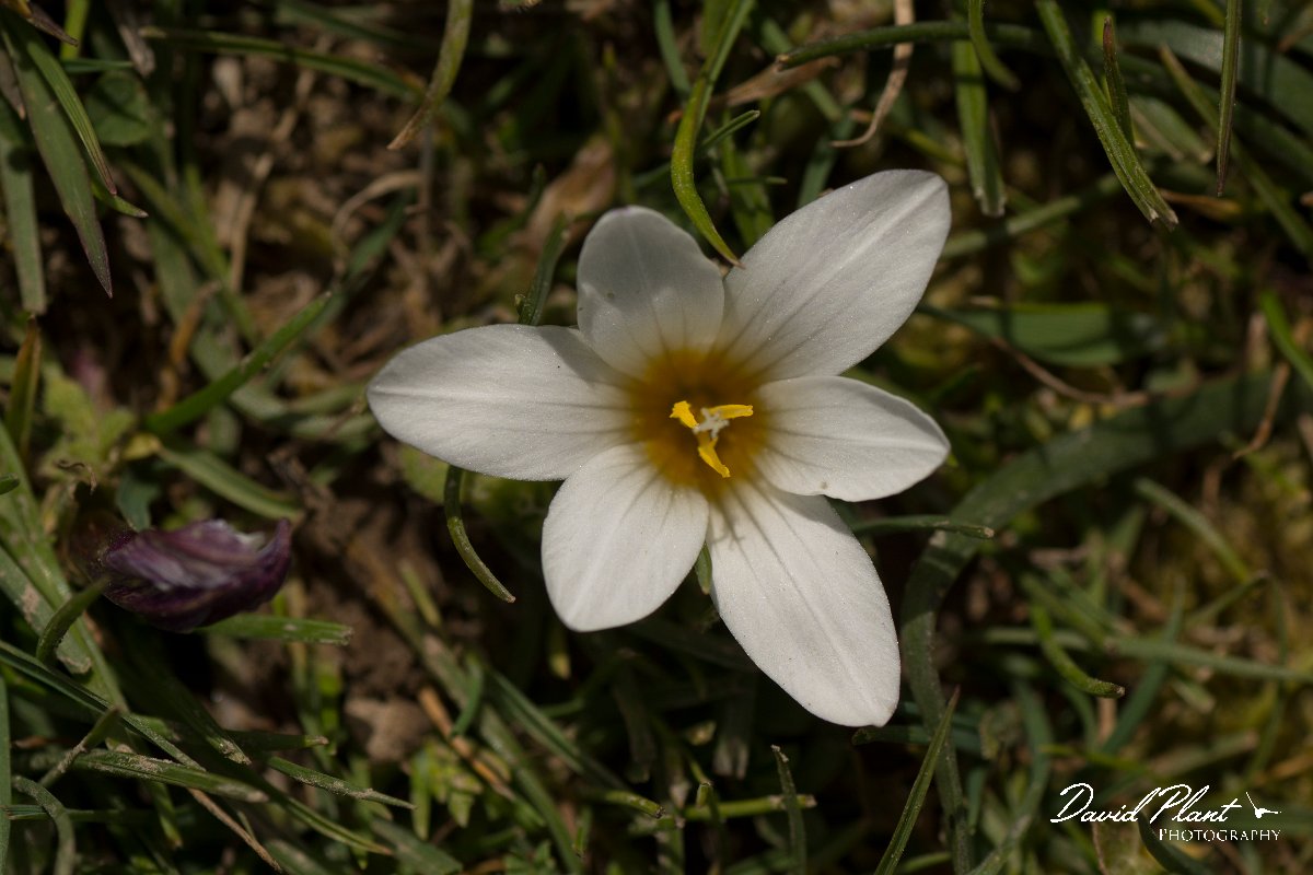 DPPhotography - Crete - Romulea bulbocodium - B.jpg - Romulea bulbocodium