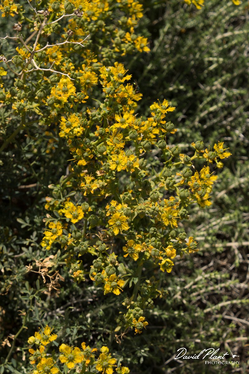 DPPhotography - Crete - Ruta chalepensis - A.jpg - Ruta chalepensis