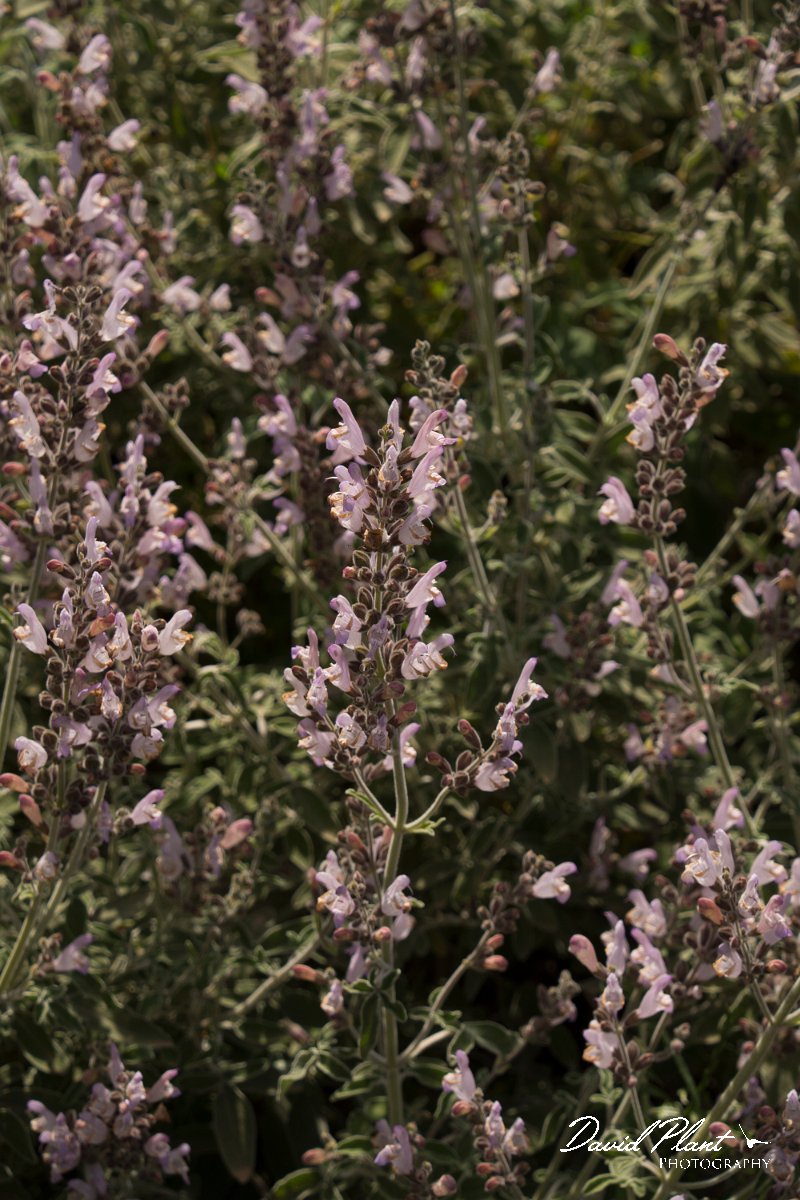 DPPhotography - Crete - Salvia fruticosa - A.jpg - Salvia fruticosa