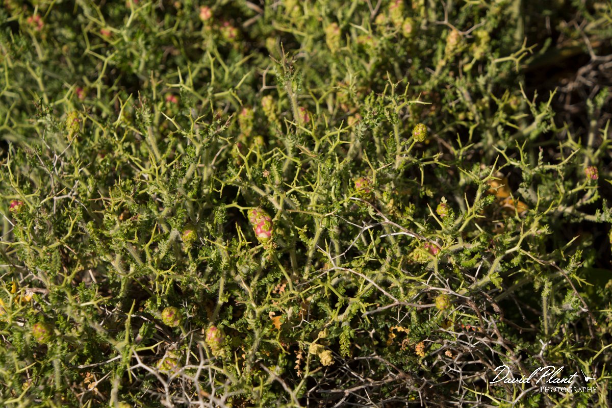 DPPhotography - Crete - Sarcopoterium spinosum - A.jpg - Sarcopoterium spinosum