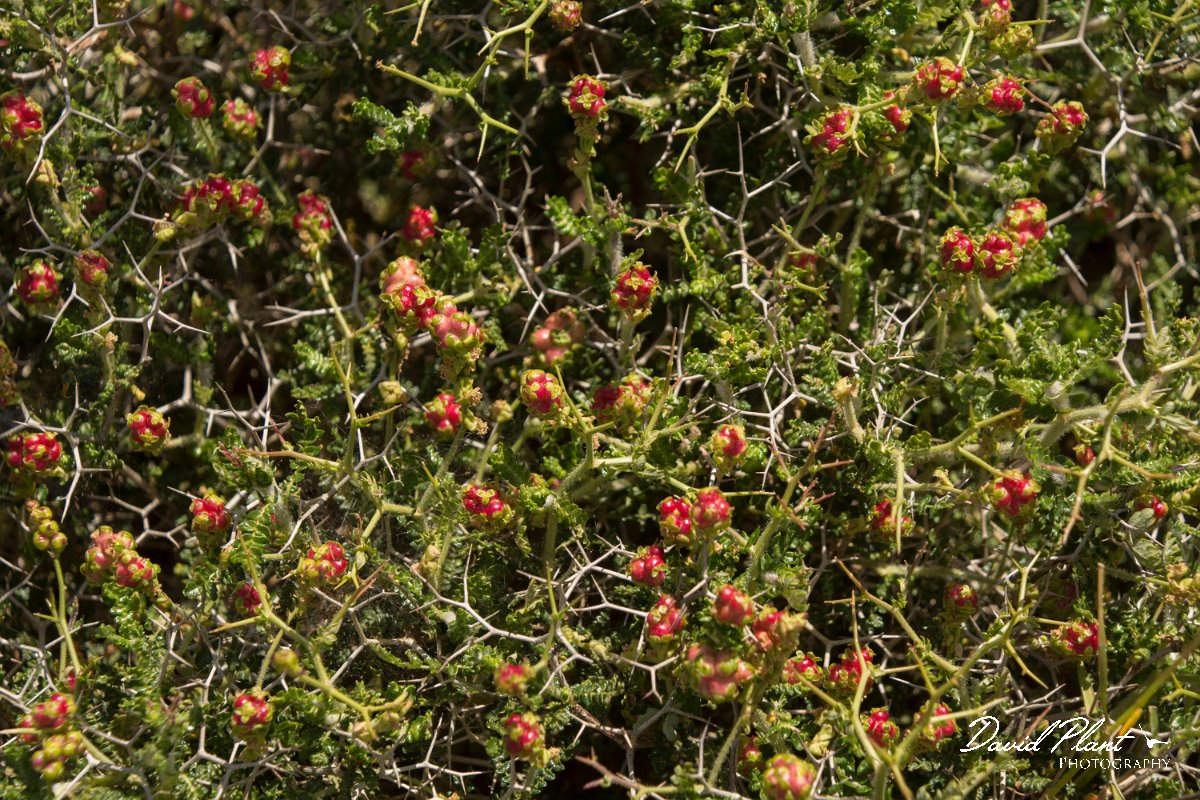 DPPhotography - Crete - Sarcopoterium spinosum - B.jpg - Sarcopoterium spinosum