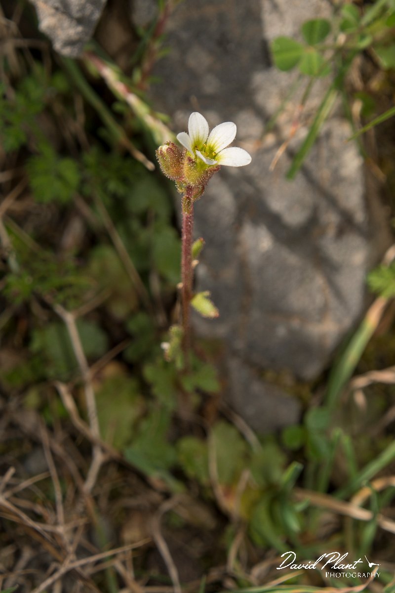 DPPhotography - Crete - Saxifraga carpentana graeca - A.jpg - Saxifraga carpentana graeca