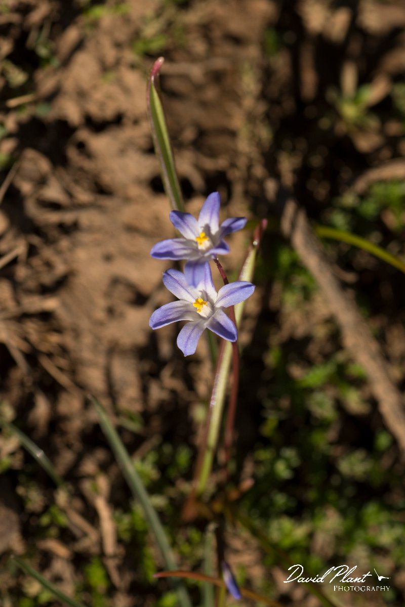 DPPhotography - Crete - Scilla nana - A.jpg - Scilla nana