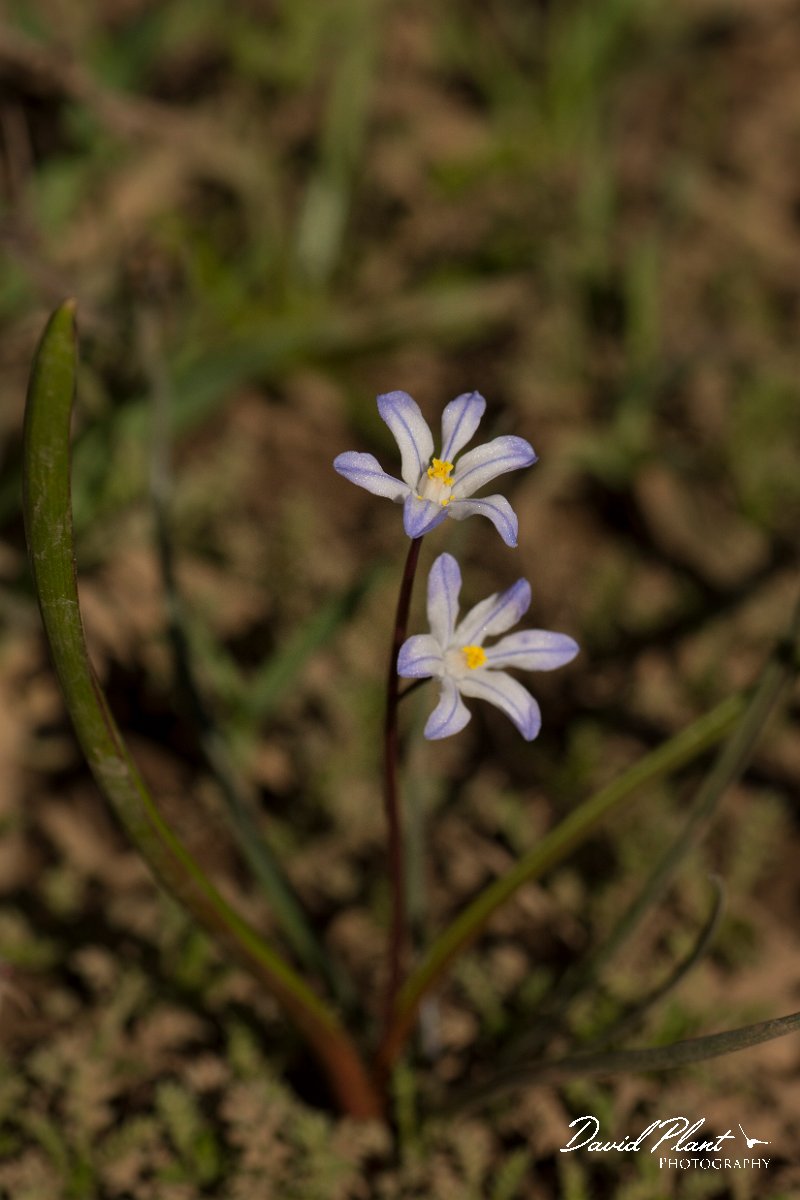 DPPhotography - Crete - Scilla nana - B.jpg - Scilla nana