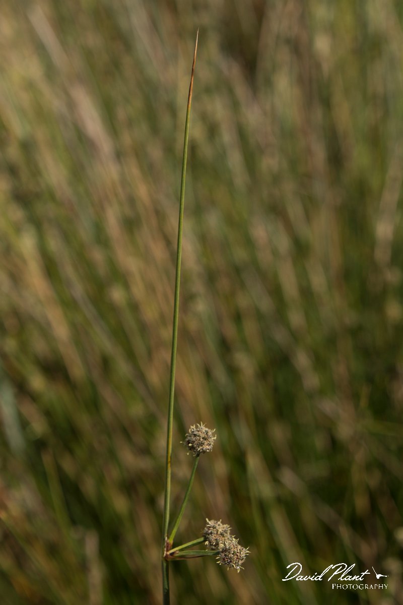 DPPhotography - Crete - Scirpoides holoschoenus - B.jpg - Scirpoides holoschoenus