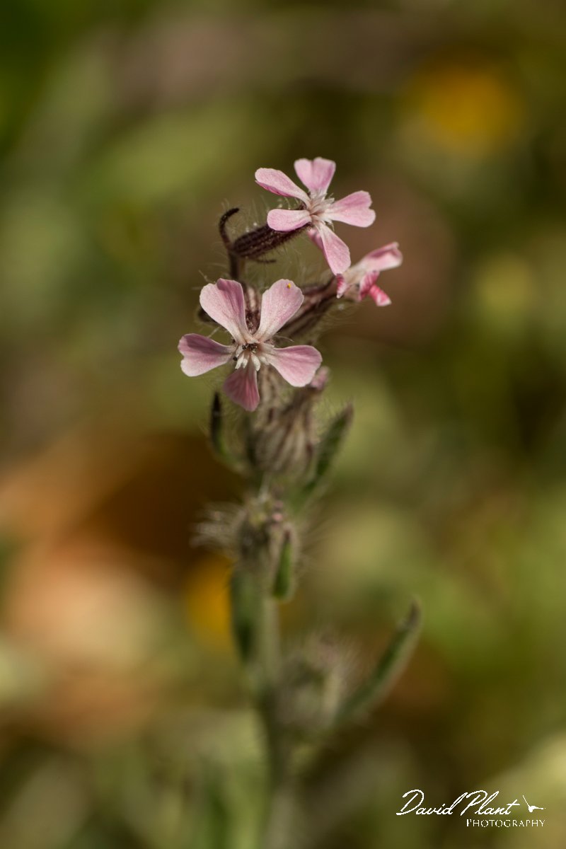 DPPhotography - Crete - Silene gallica - B.jpg - Small-flowered catchfly - Silene gallica
