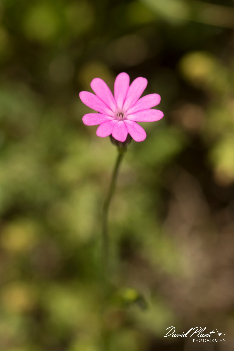 DPPhotography - Crete - Silene intergripetala - A.jpg - Silene integripetala