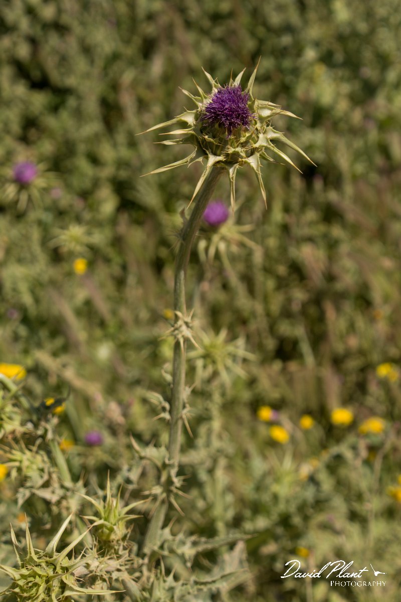 DPPhotography - Crete - Silybum marianum - A.jpg - Silybum marianum