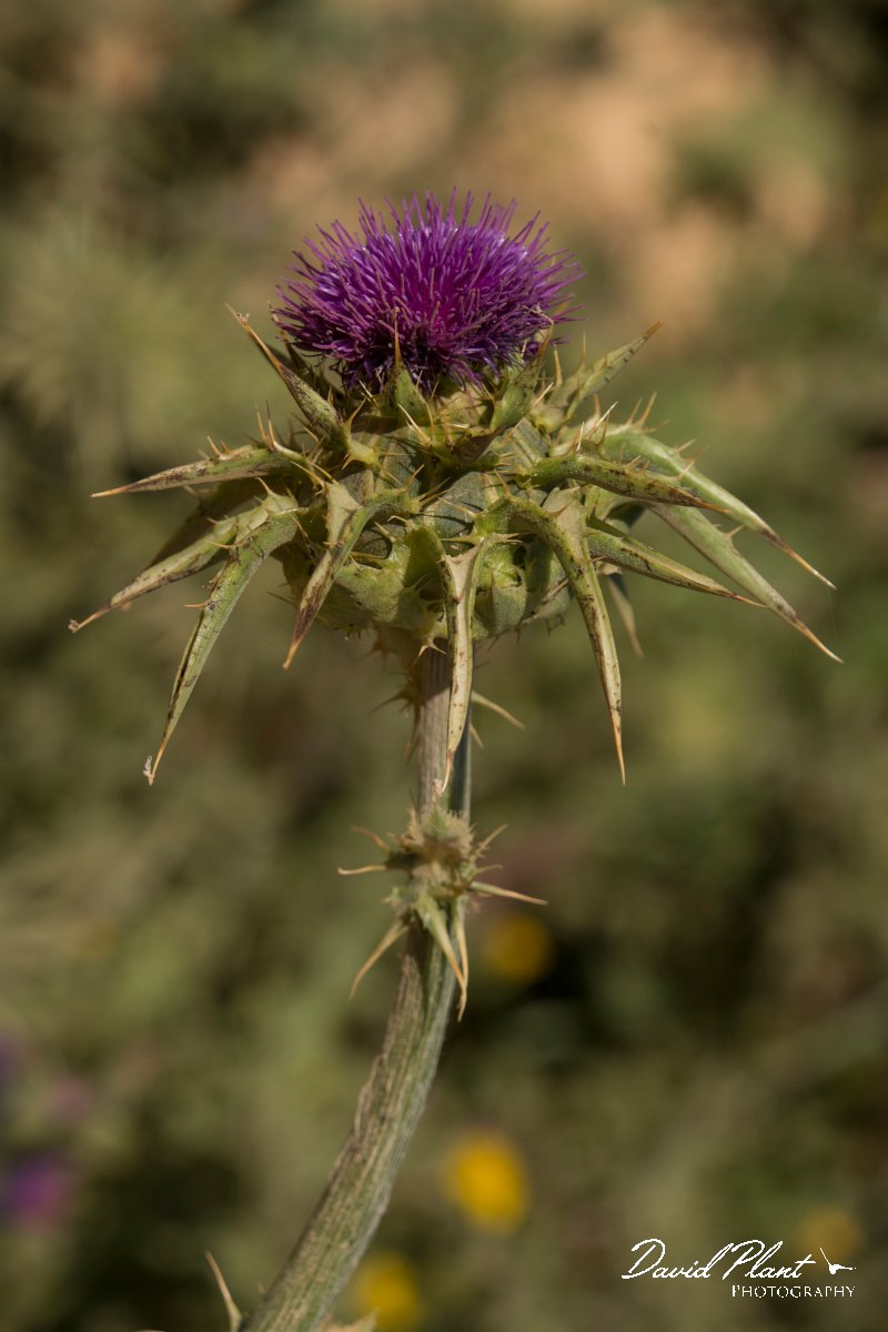 DPPhotography - Crete - Silybum marianum - B.jpg - Silybum marianum