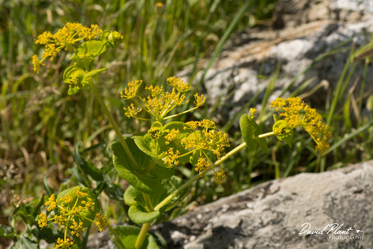DPPhotography - Crete - Smyrnium perfoliatum rotundifolium - A.jpg - Smyrnium perfoliatum rotundifolium
