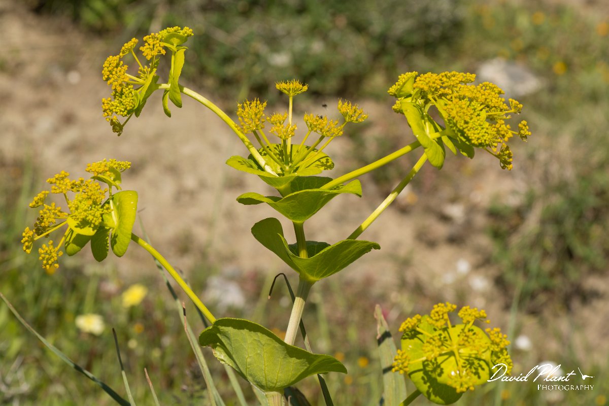 DPPhotography - Crete - Smyrnium perfoliatum rotundifolium - B.jpg - Smyrnium perfoliatum rotundifolium
