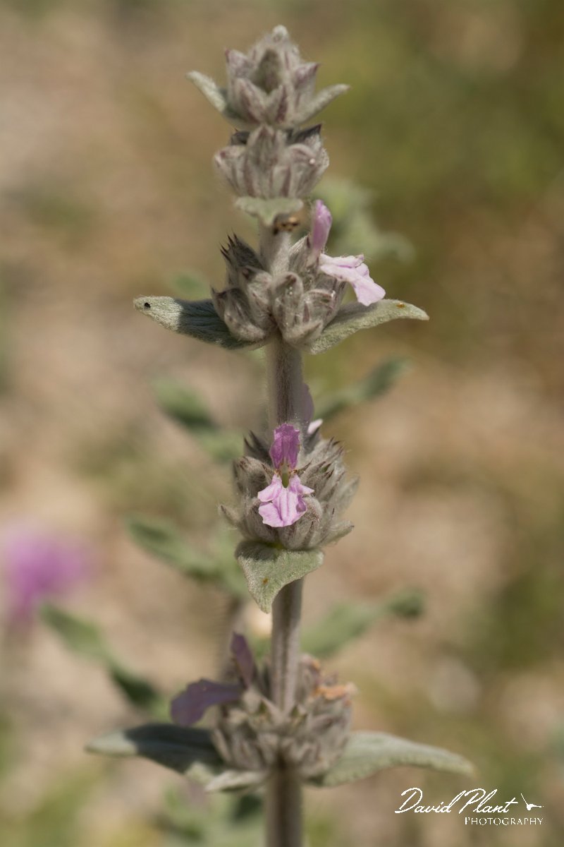 DPPhotography - Crete - Stachys cretica - A.jpg - Stachys cretica