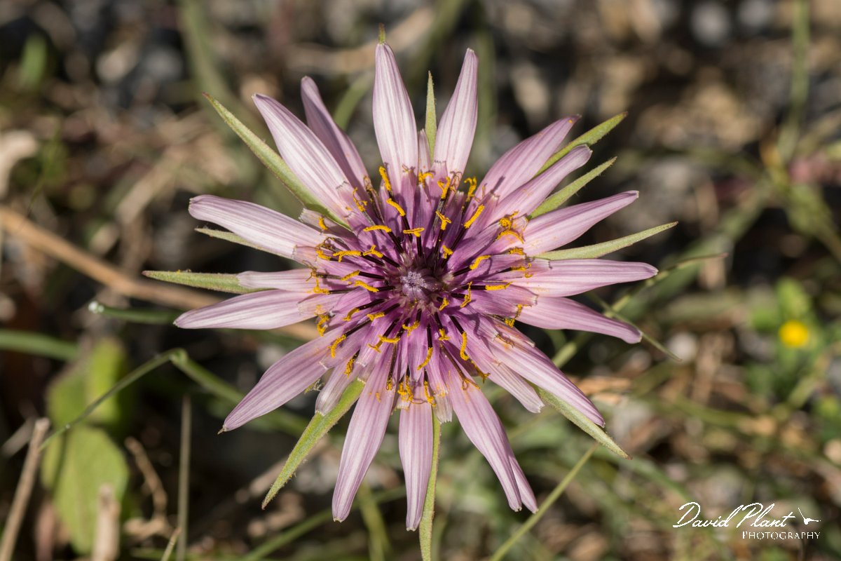DPPhotography - Crete - Tragopogon porrifolius - B.jpg - Salsify - Tragopogon porrifolius