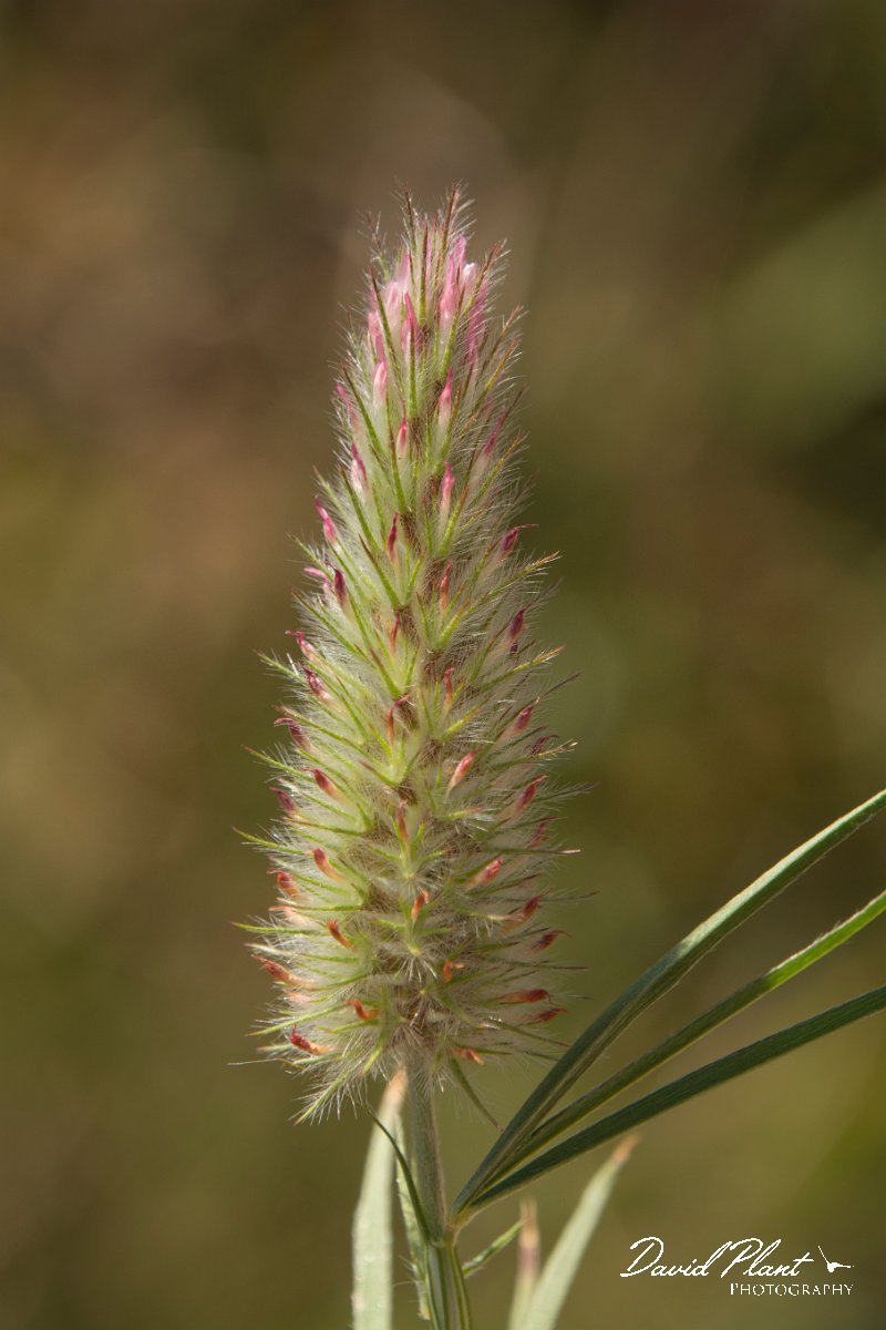 DPPhotography - Crete - Trifolium angustifolium - A.jpg - Trifolium angustifolium