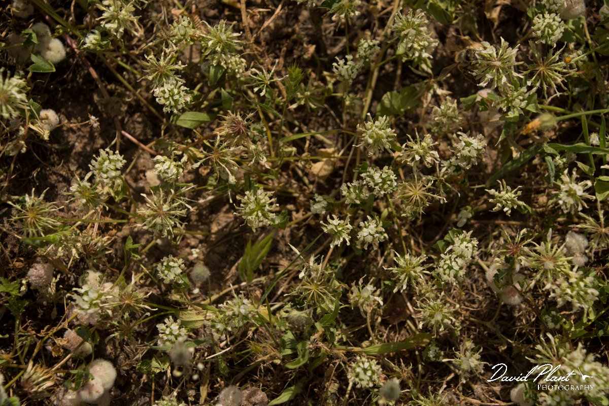 DPPhotography - Crete - Trifolium nigrescens - A.jpg - Trifolium nigrescens