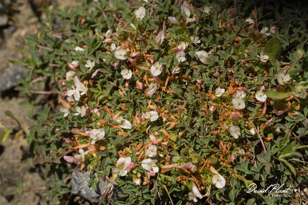 DPPhotography - Crete - Trifolium uniflorum - A.jpg - Trifolium uniflorum