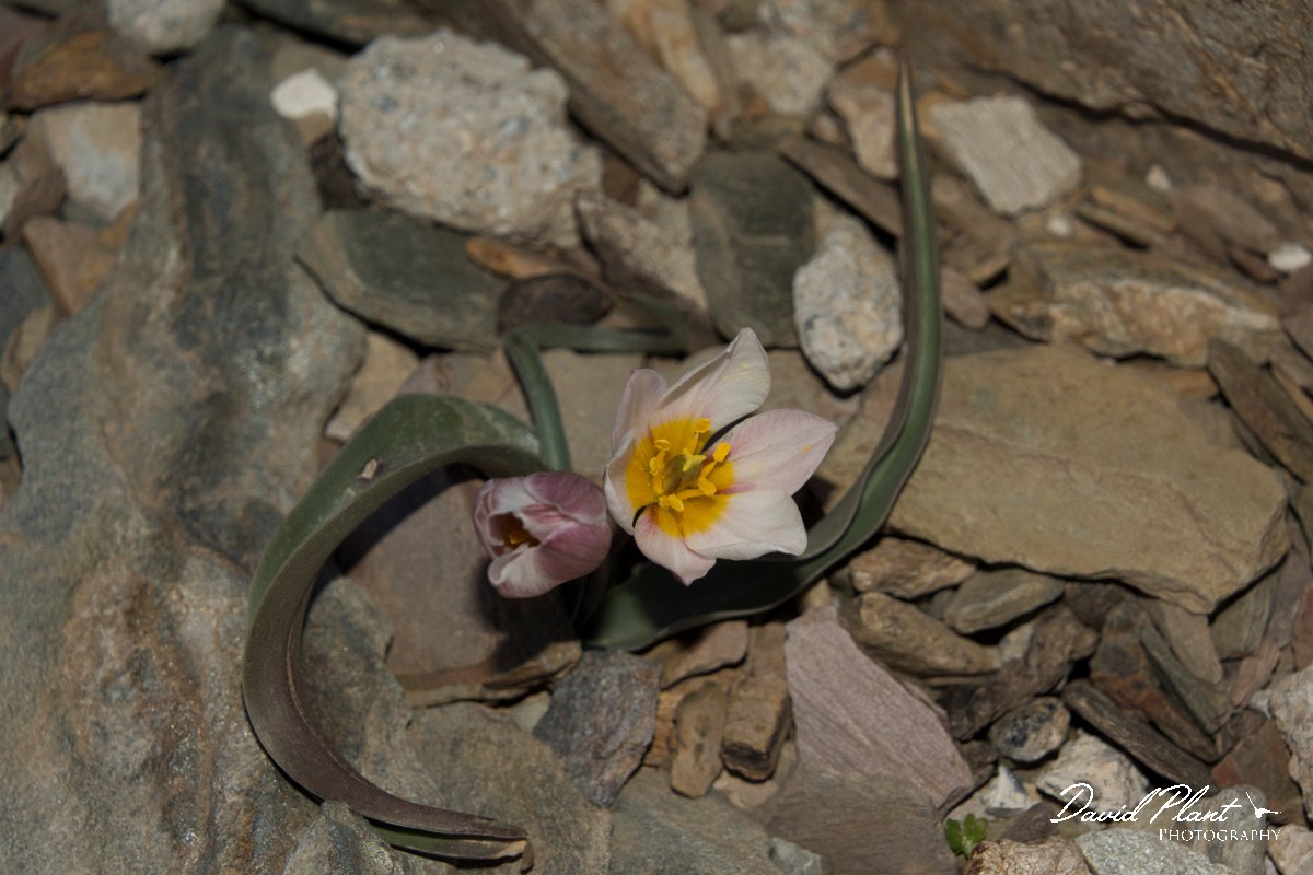 DPPhotography - Crete - Tulipa cretica - A.jpg - Tulipa cretica