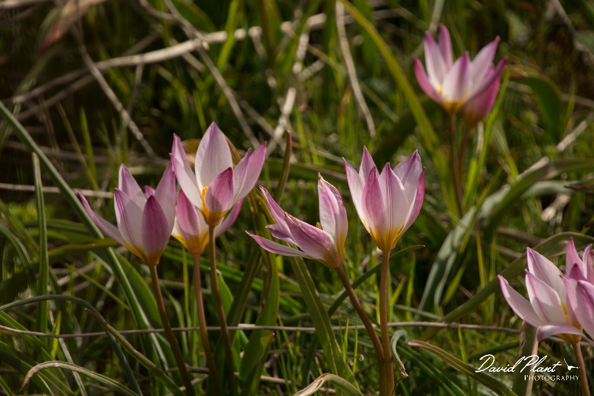 DPPhotography - Crete - Tulipa cretica - F.jpg - Tulipa cretica
