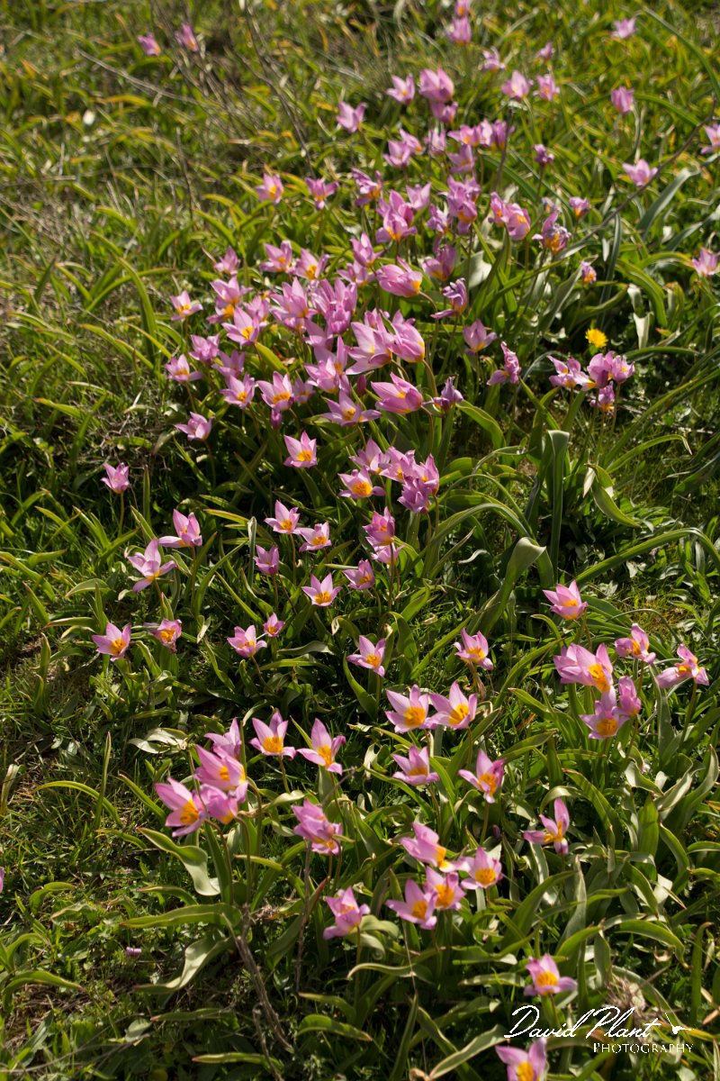 DPPhotography - Crete - Tulipa cretica - I.jpg - Tulipa cretica