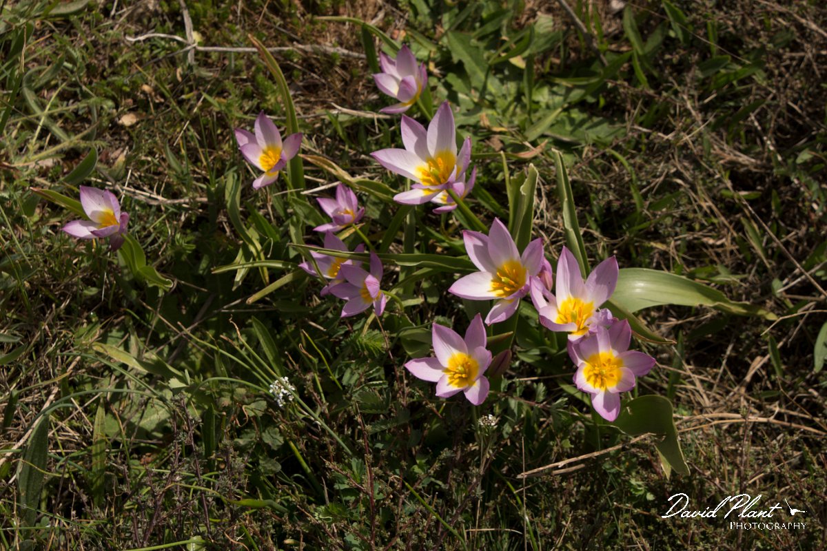 DPPhotography - Crete - Tulipa cretica - J.jpg - Tulipa cretica