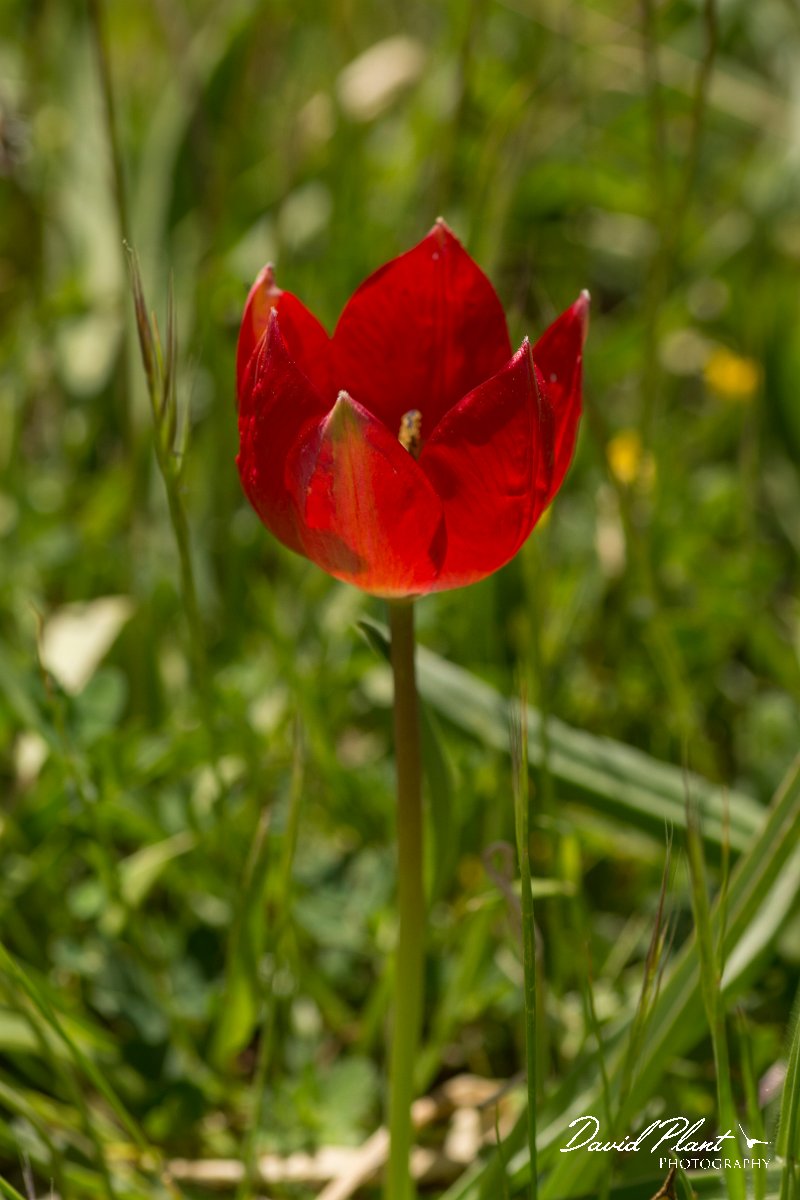 DPPhotography - Crete - Tulipa doerfleri - D.jpg - Tulipa doerfleri