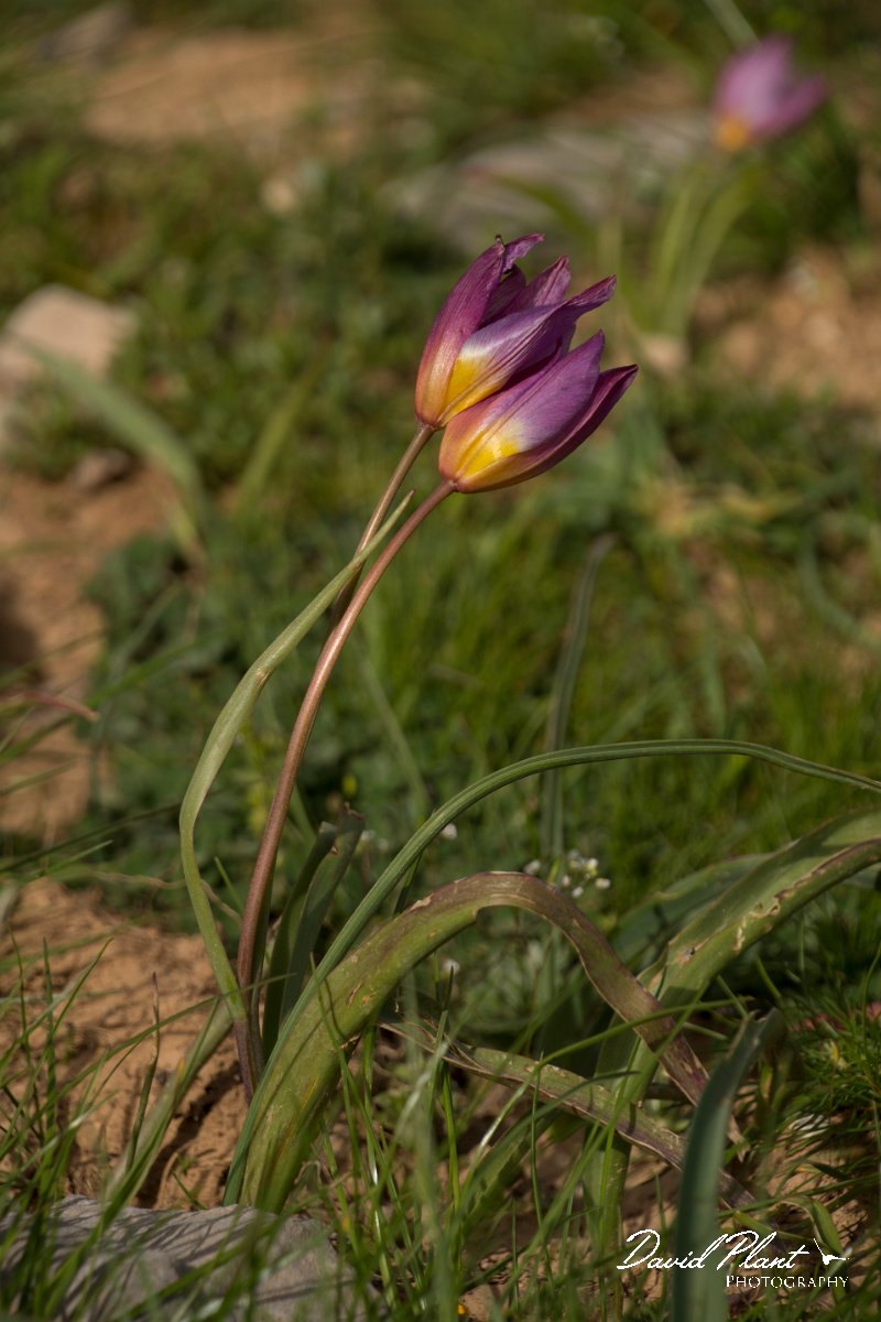 DPPhotography - Crete - Tulipa saxatilis - A.jpg - Tulipa saxatilis