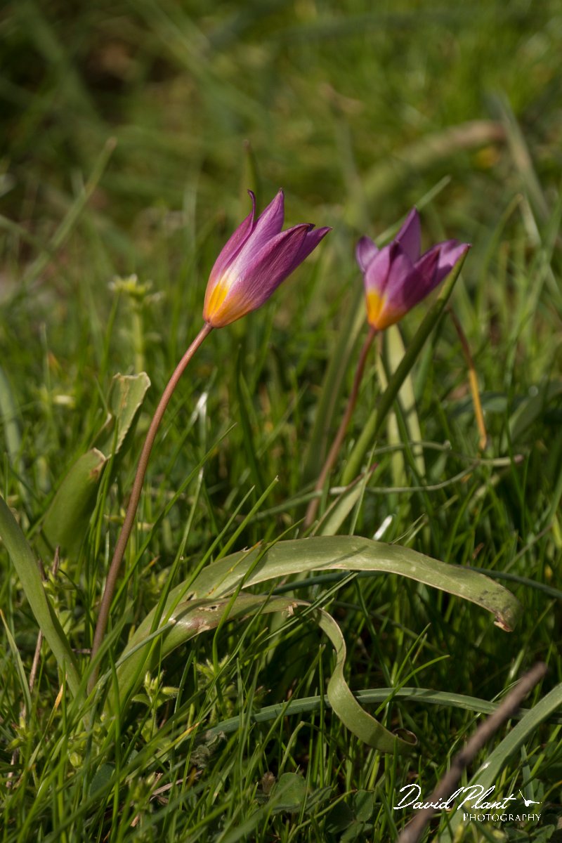 DPPhotography - Crete - Tulipa saxatilis - B.jpg - Tulipa saxatilis