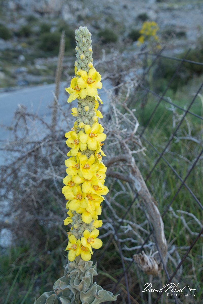 DPPhotography - Crete - Verbascum macrurum - A.jpg - Verbascum macrurum