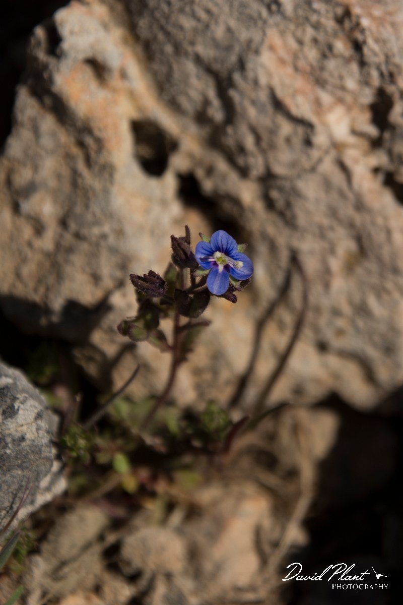 DPPhotography - Crete - Veronica thymifolia - A.jpg - Veronica thymifolia