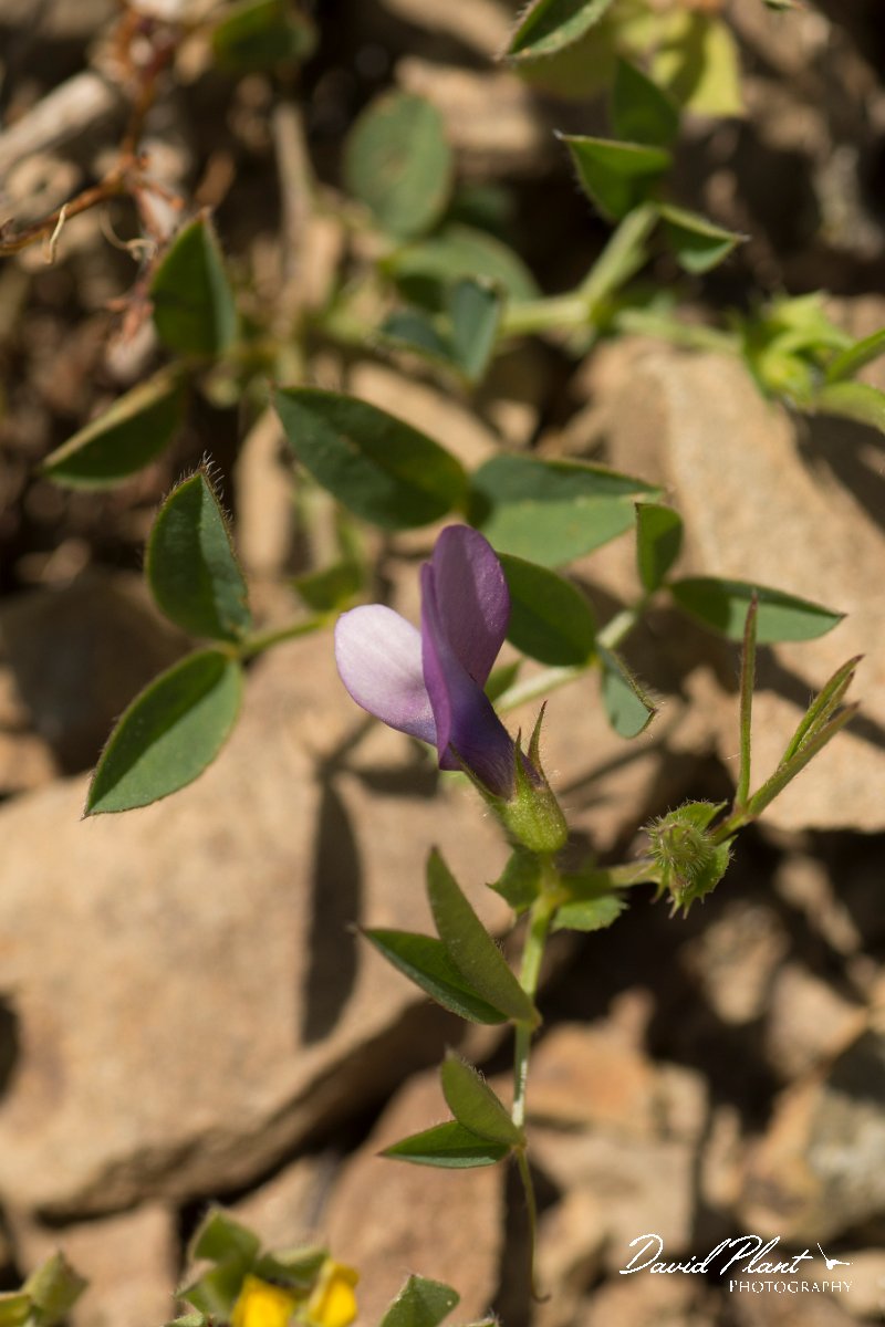 DPPhotography - Crete - Vicia bithynica - A.jpg - Vicia bithynica