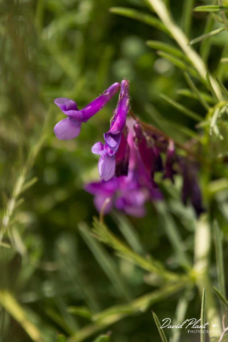 DPPhotography - Crete - Vicia villosa microphylla - A.jpg - Vicia villosa microphylla
