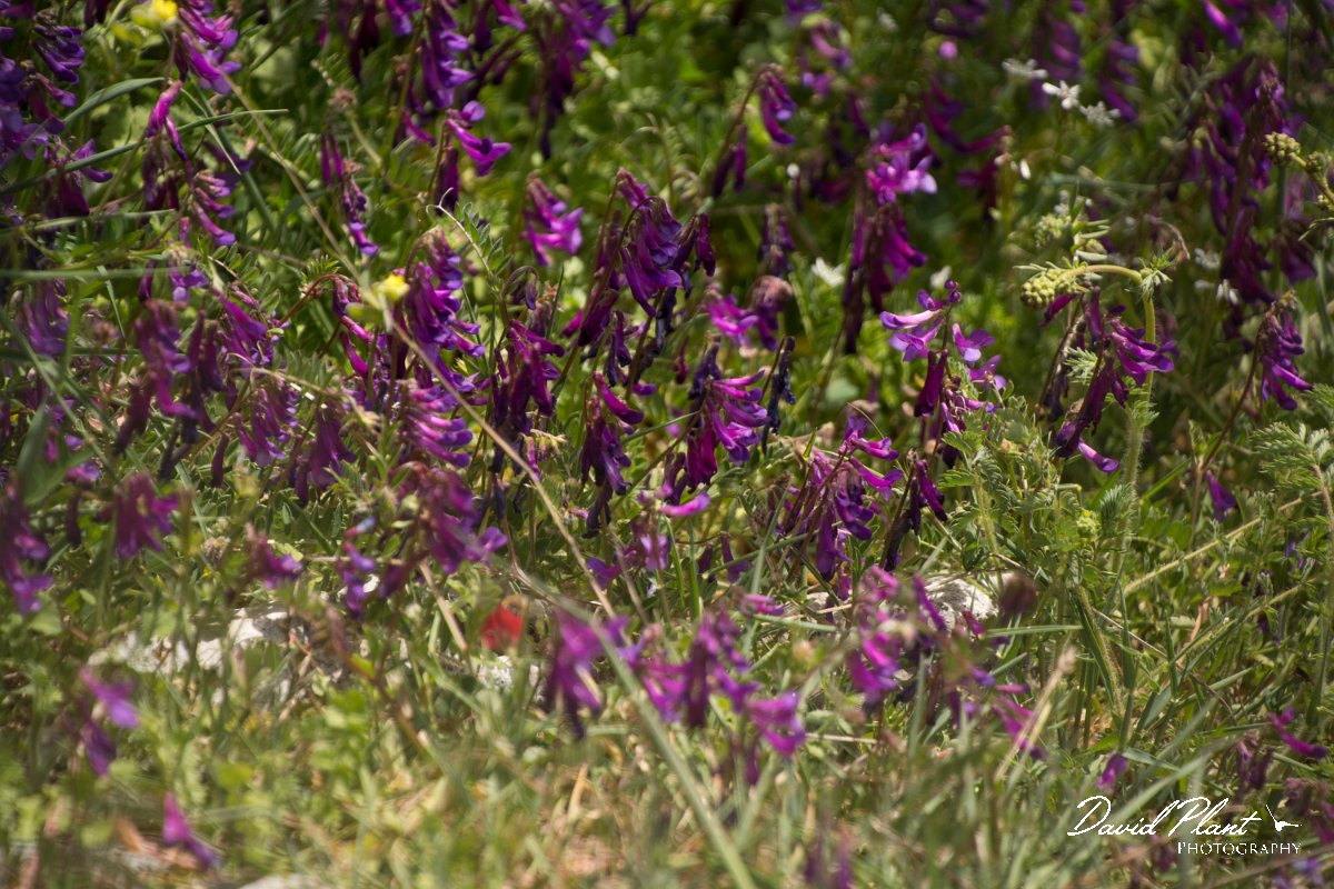 DPPhotography - Crete - Vicia villosa microphylla - B.jpg - Vicia villosa microphylla