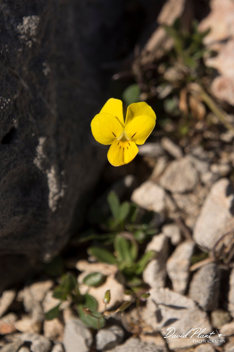 DPPhotography - Crete - Viola fragans - A.jpg - Viola fragrans