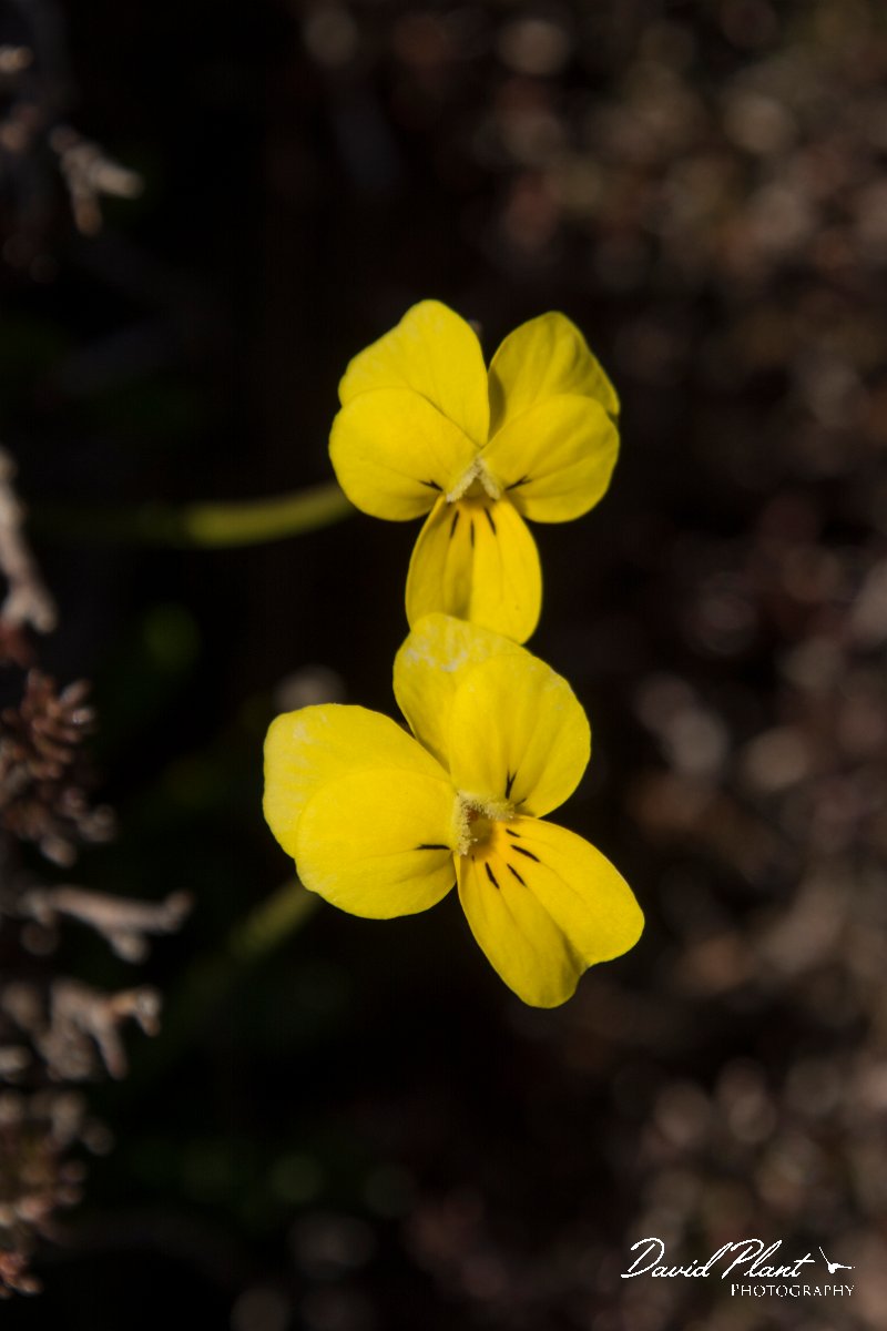 DPPhotography - Crete - Viola fragans - B.jpg - Viola fragrans