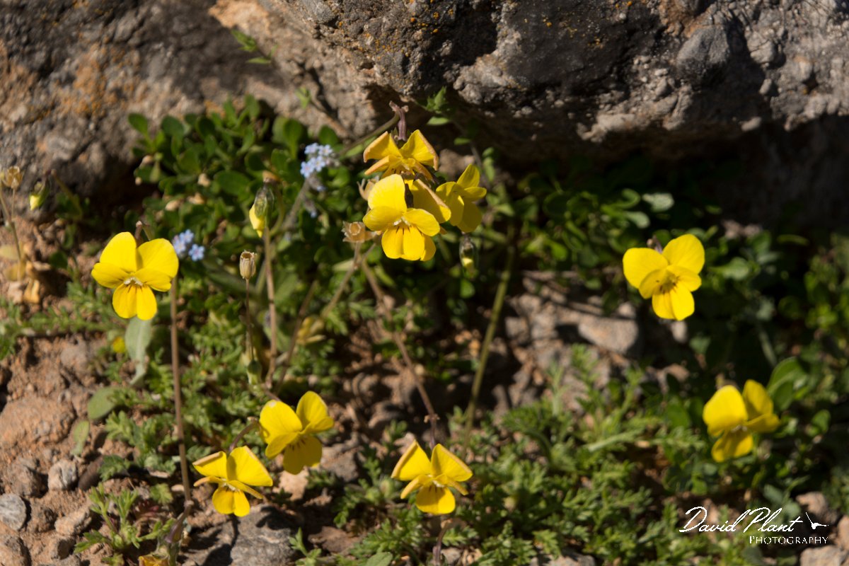DPPhotography - Crete - Viola fragans - C.jpg - Viola fragrans