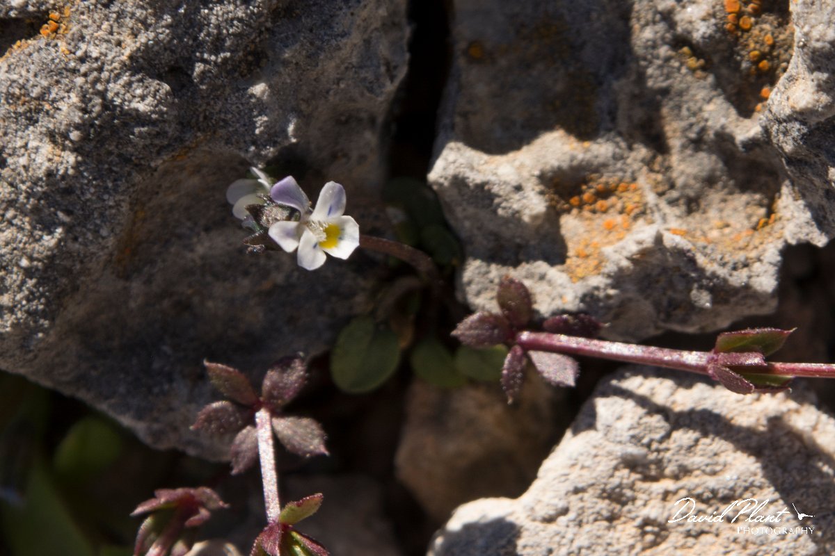 DPPhotography - Crete - Viola rauliniana - A.jpg - Viola rauliniana