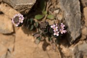 DPPhotography - Crete - Aethionema saxatile creticum - A