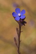 DPPhotography - Crete - Anchusa italica - B