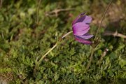 DPPhotography - Crete - Anemone coronaria - A