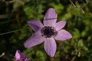 DPPhotography - Crete - Anemone coronaria - C