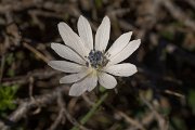 DPPhotography - Crete - Anemone hortensis heldreichii - A