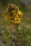 DPPhotography - Crete - Asphodeline lutea - A