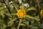 DPPhotography - Crete - Asteriscus aquaticus - A